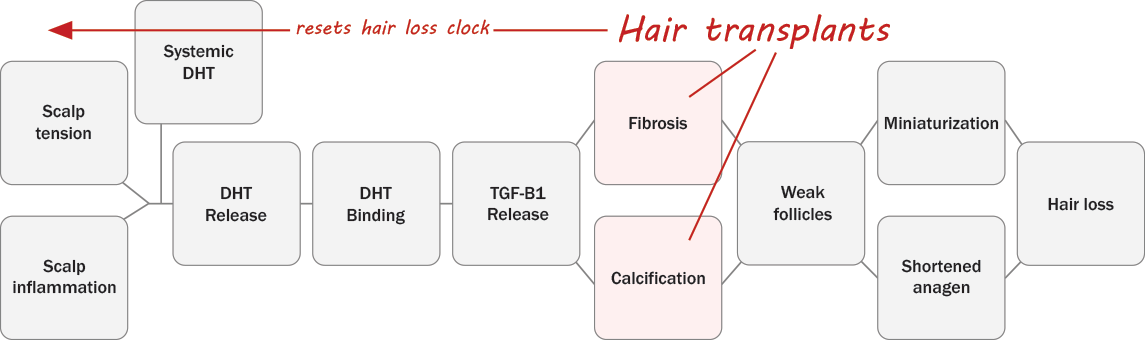 How hair transplants work