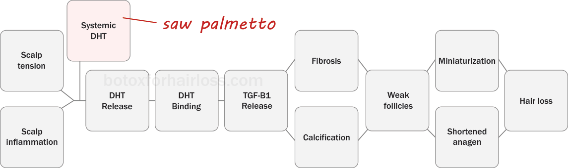 How saw palmetto works